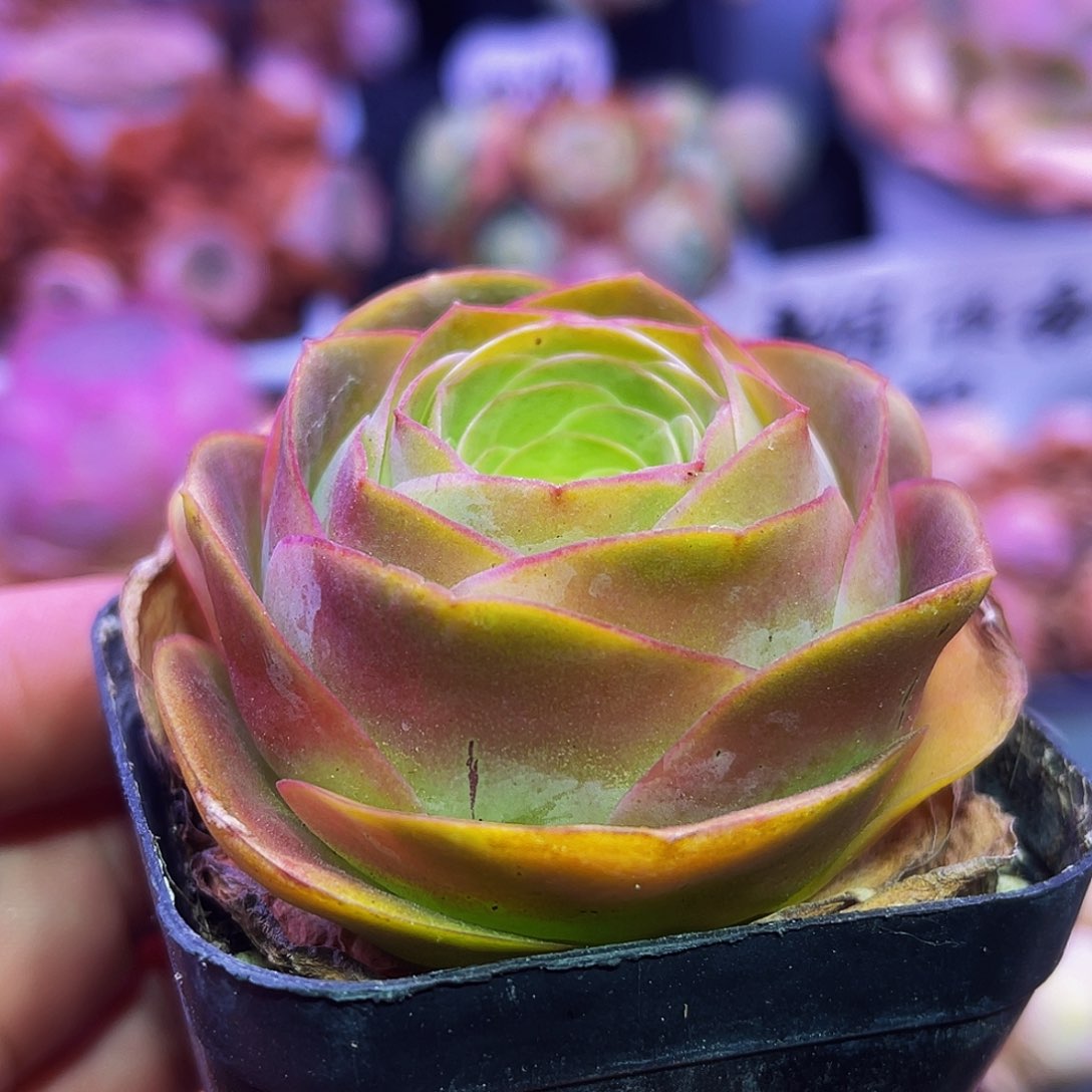 曼陀罗 非偏远包邮多肉
