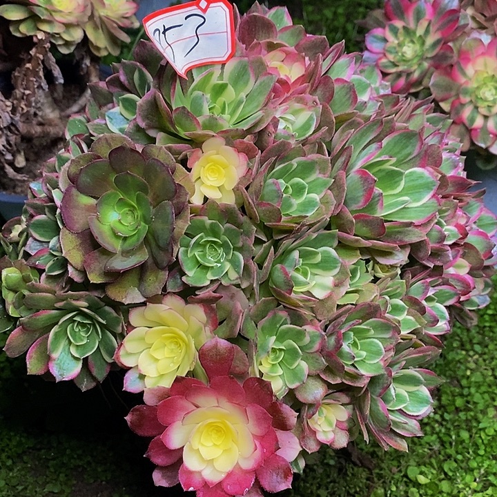 平***乐海王老桩多头法师853号