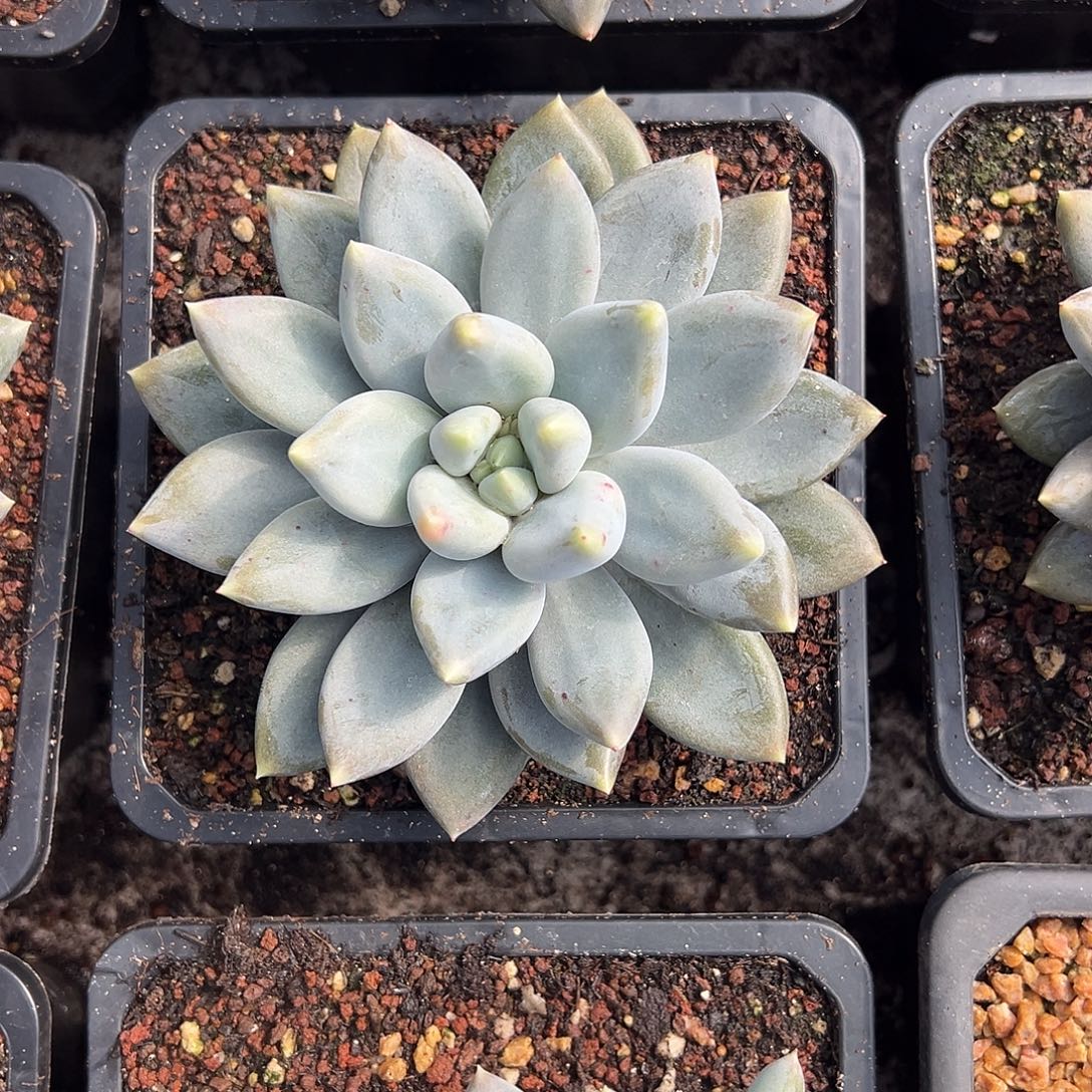 大单头多肉植物多肉植物