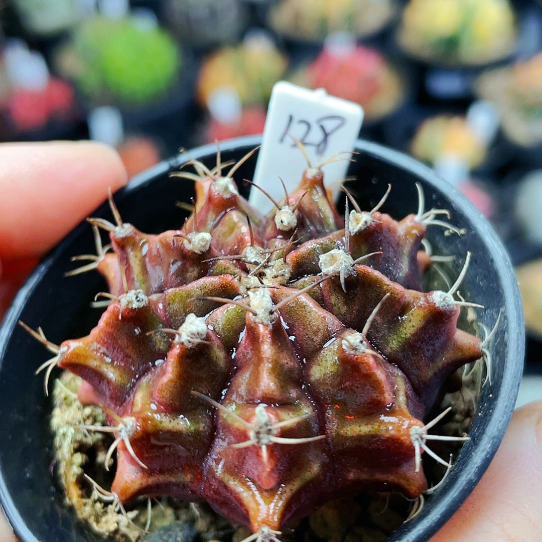 非偏远地区满25发货仙人球