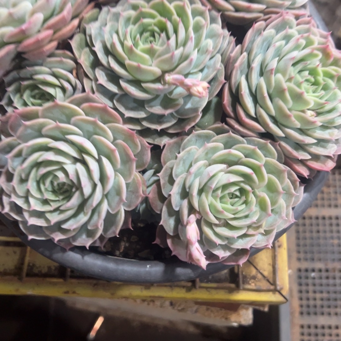 多肉植物昂诺一个