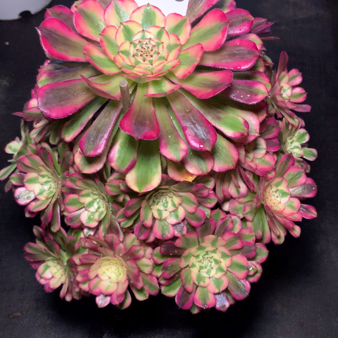 ****姐红同白055法师多肉植物400000