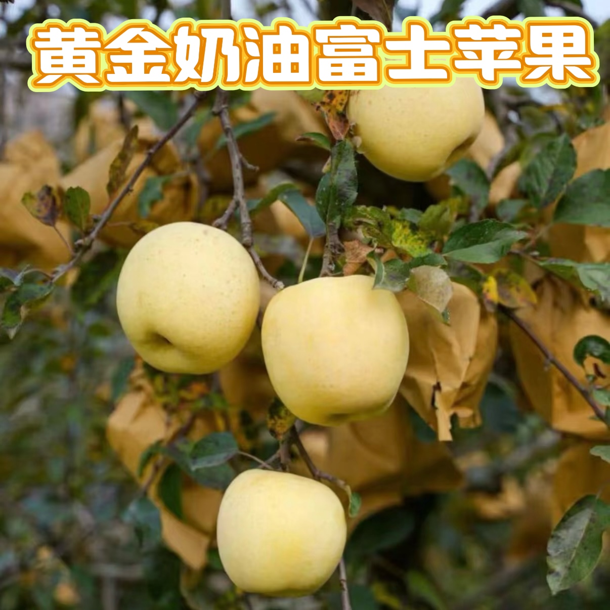 黄金奶油富士 山东烟台产地直发 丑苹果 当季新鲜