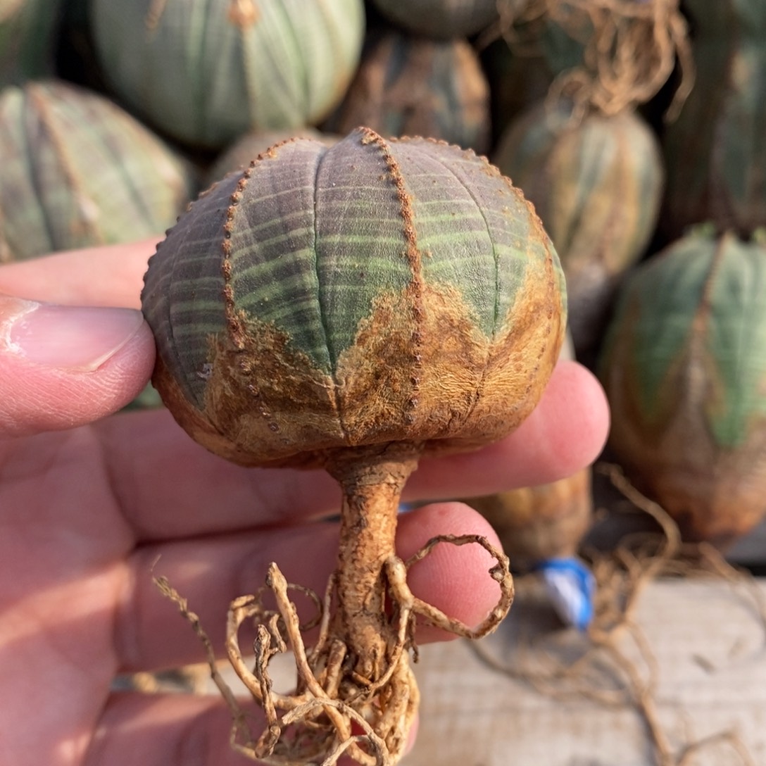 3 欧系实生布纹球多肉植物