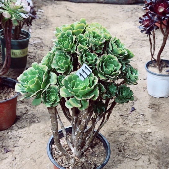 111绿羊绒老桩法师