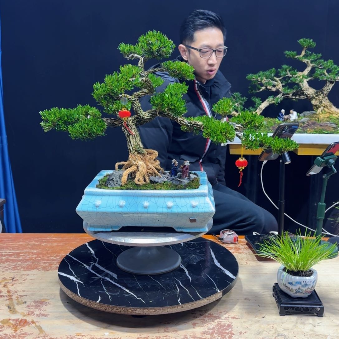 黄杨室内室外盆景艺术