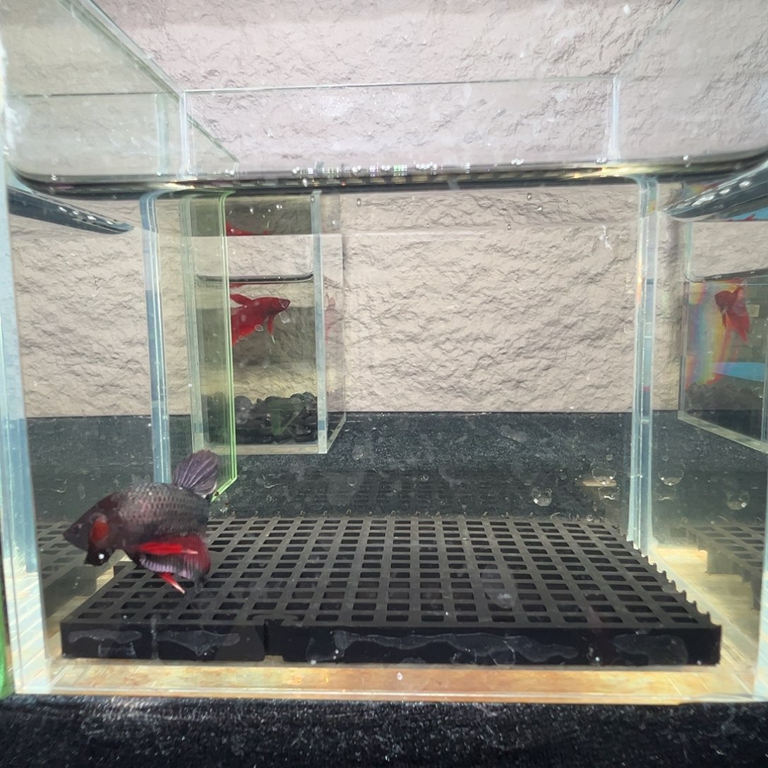 斗鱼阿浩泰斗23日42