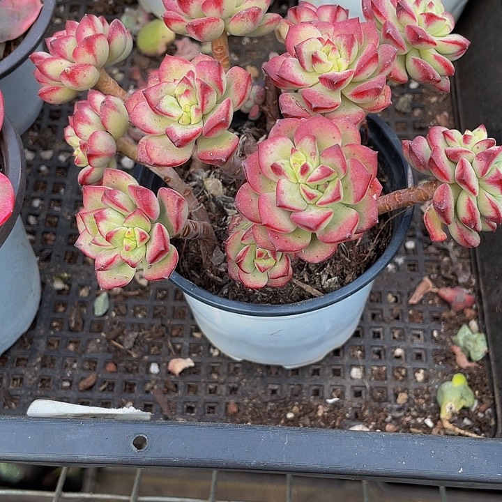 90盆大探戈老庄带盆