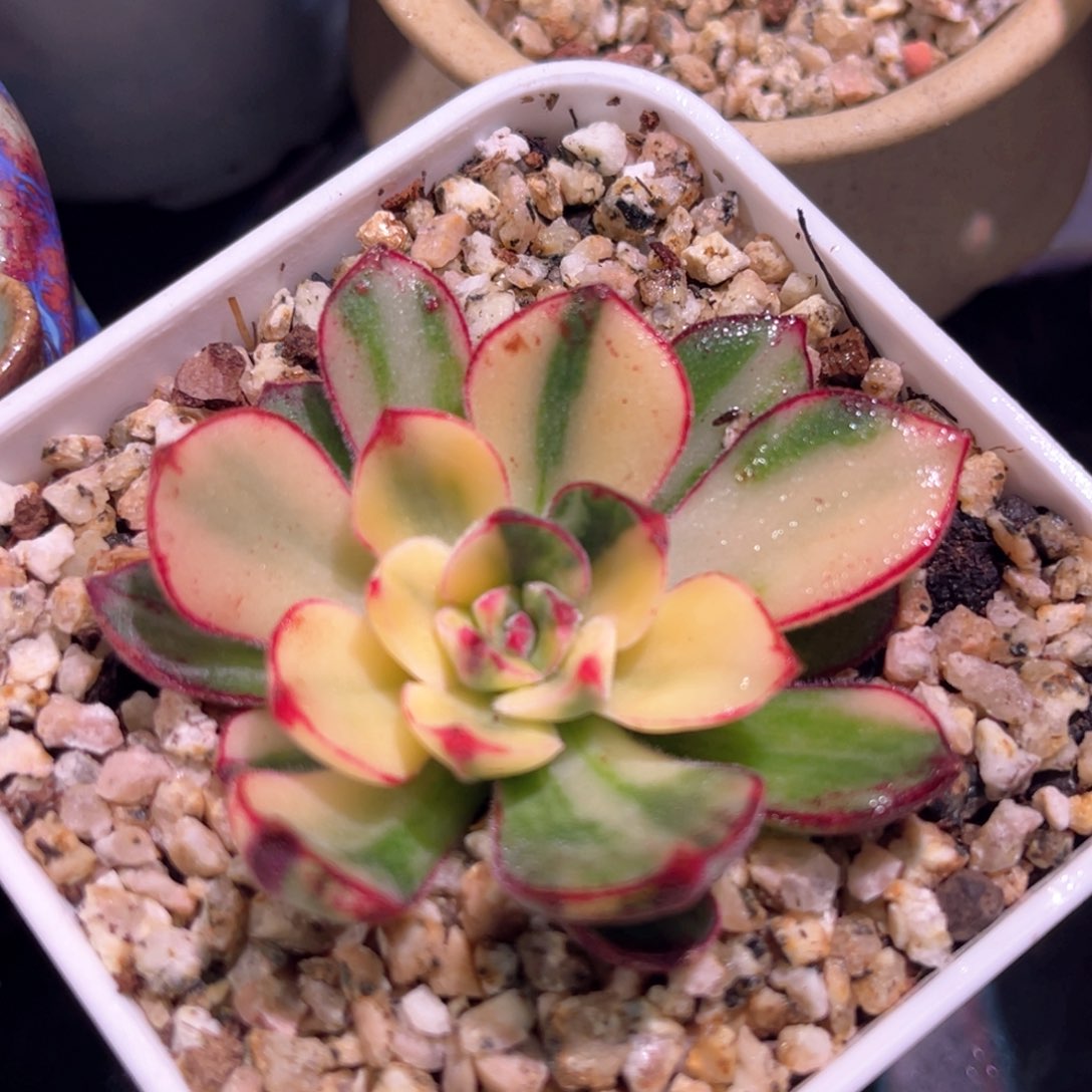 多肉特价丹尼尔锦