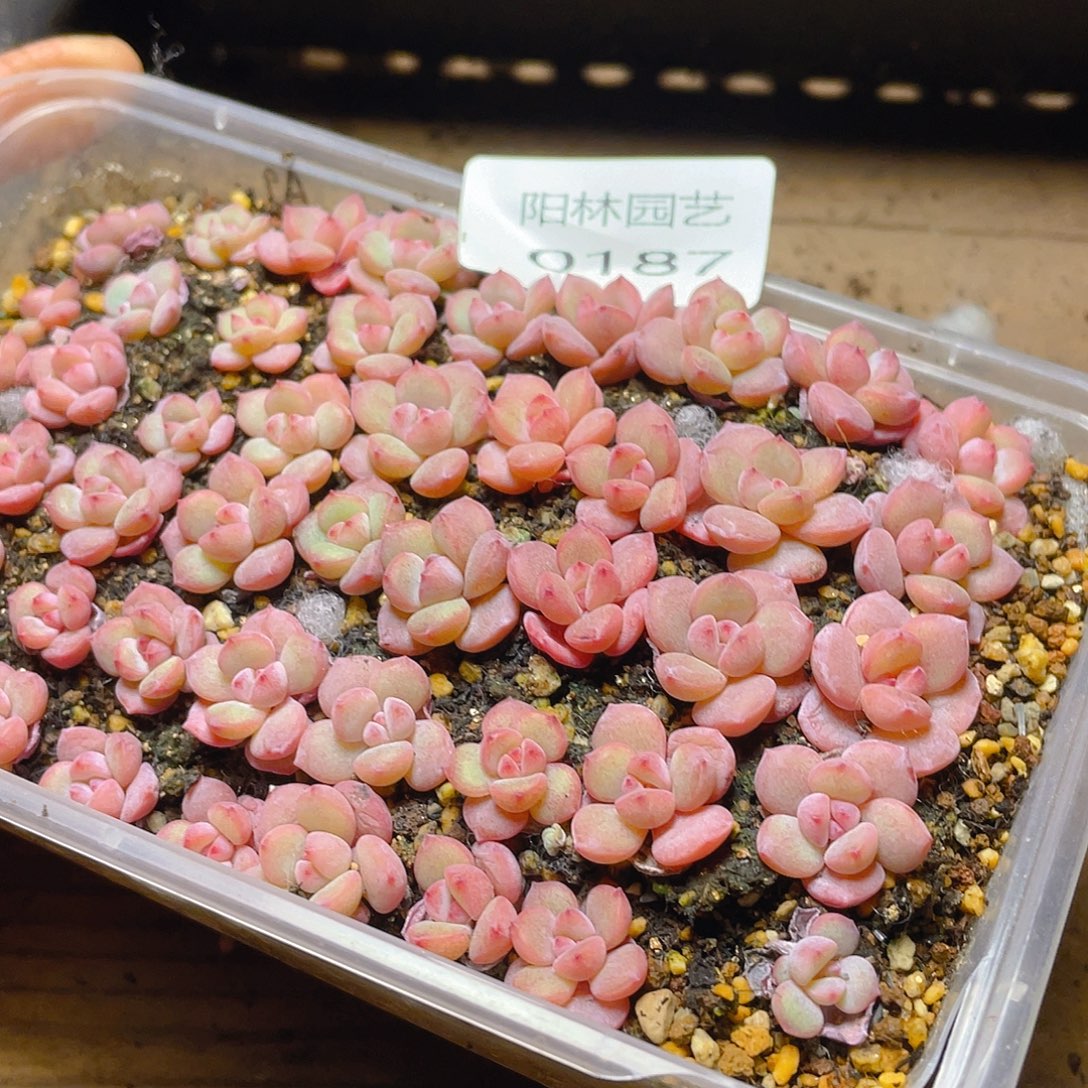 多肉植物多肉植物187