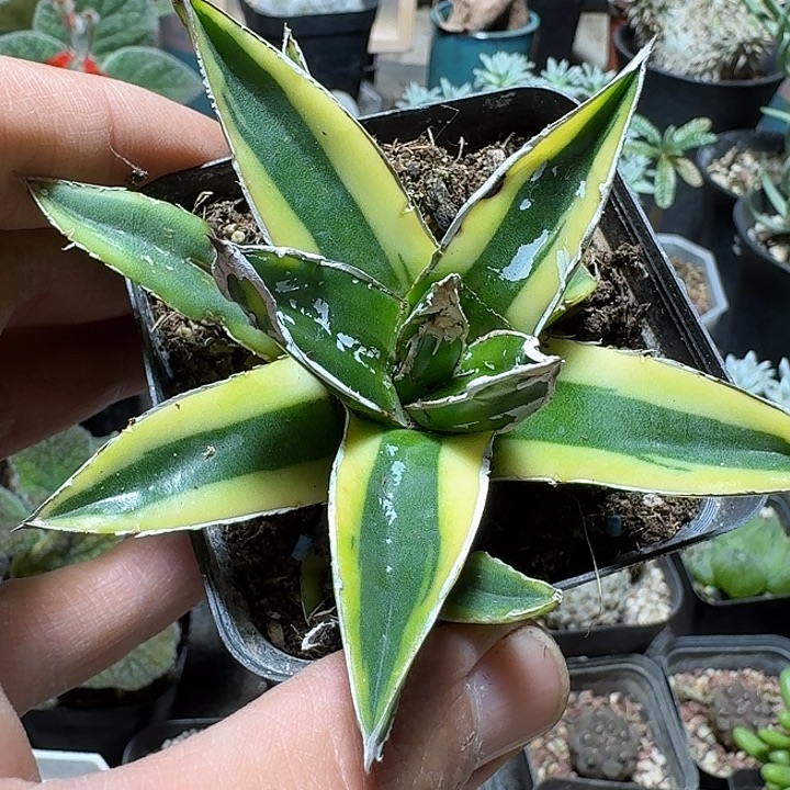 305辉山龙舌兰脱土发货