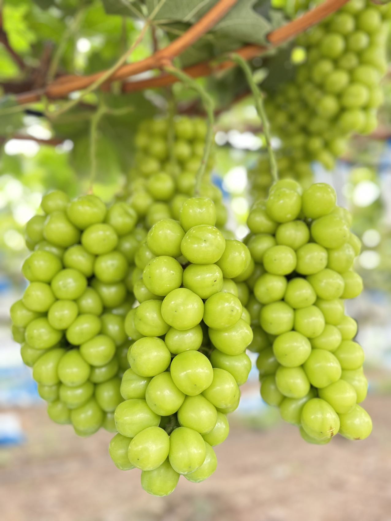 京东包邮新鲜当季阳光玫瑰葡萄无籽脆甜现摘