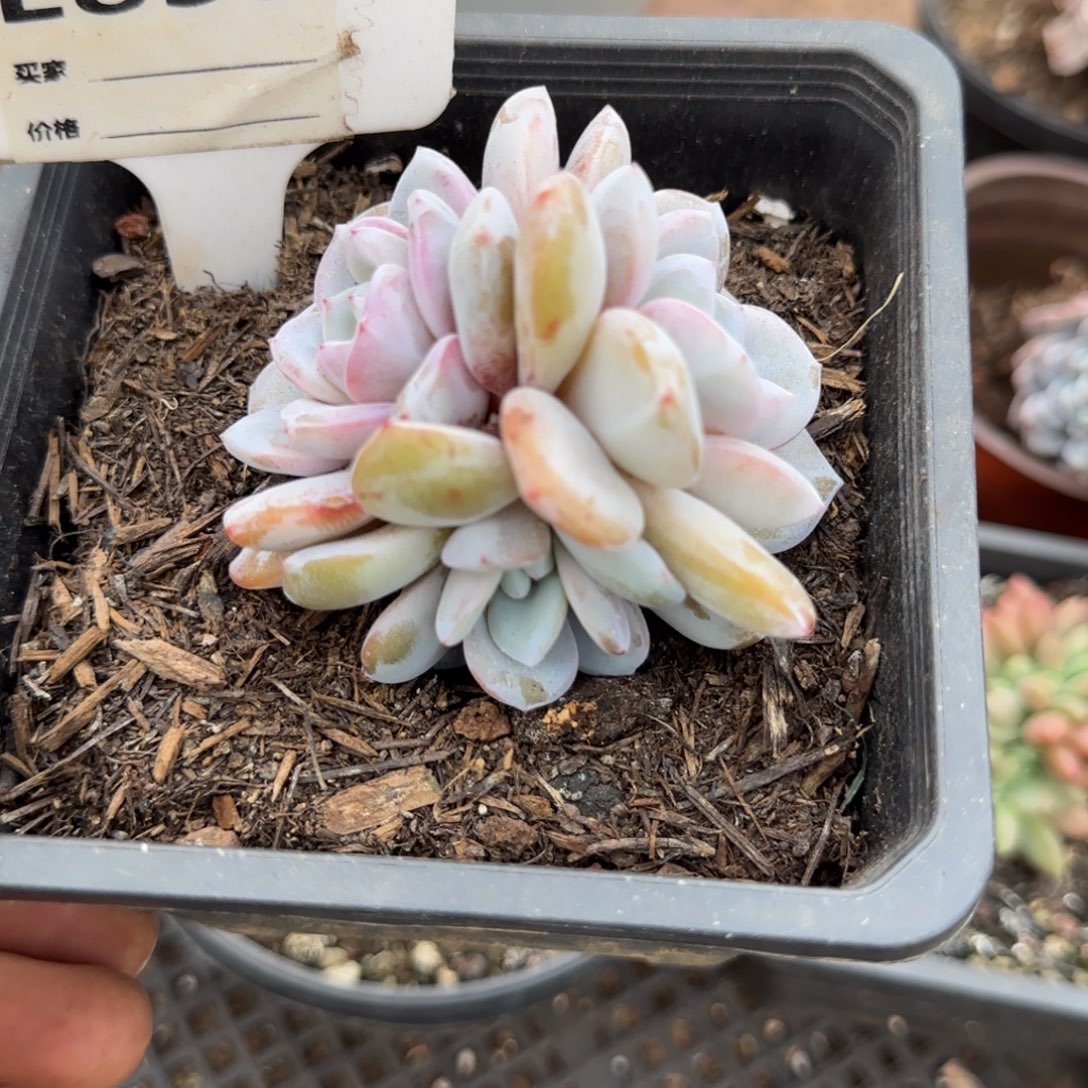 奶茶833一物一拍包装收缩花旱