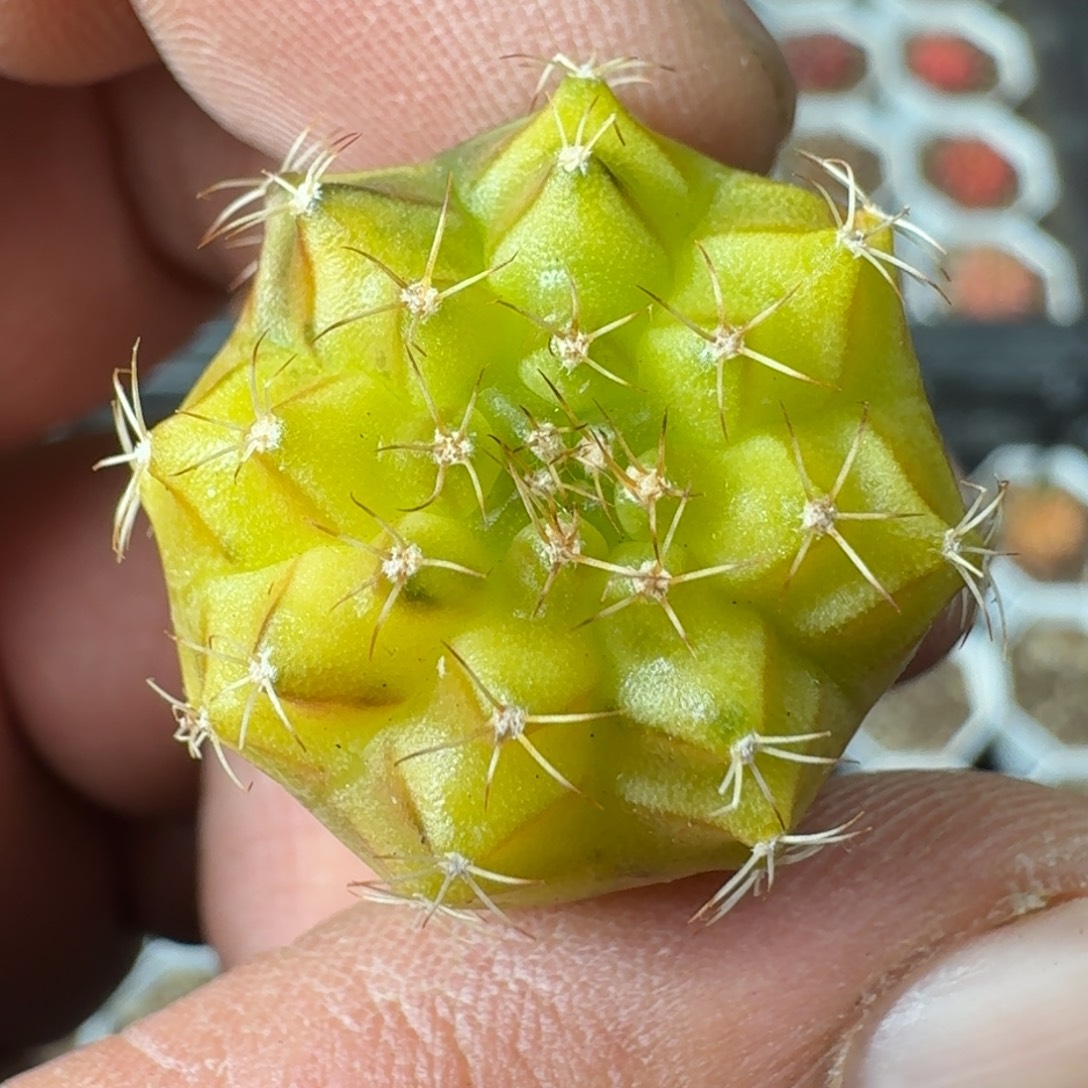 米哈实生自然锦泰国轮回冰球273 微瑕