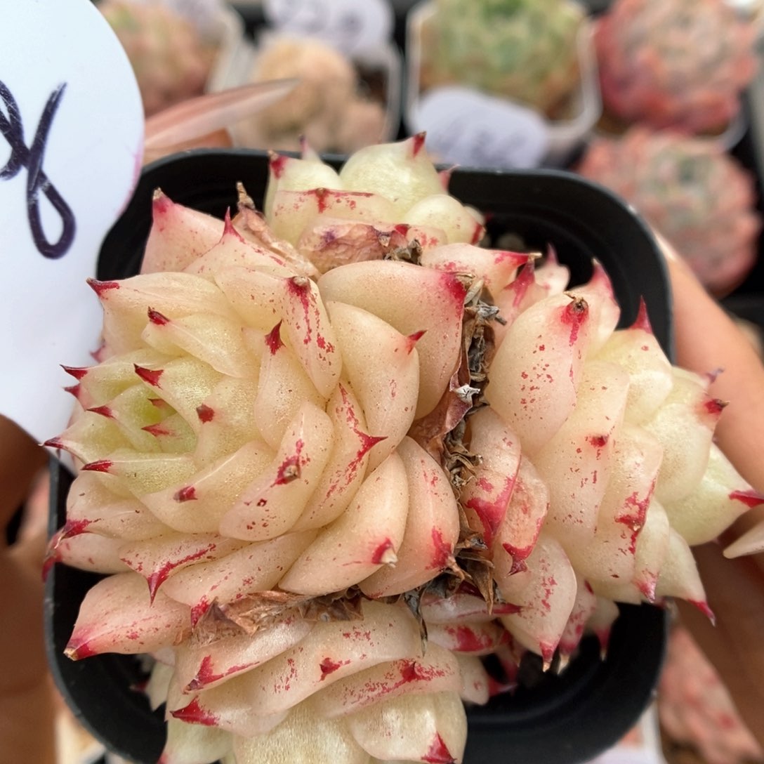 凤凰火麦秆群生488号