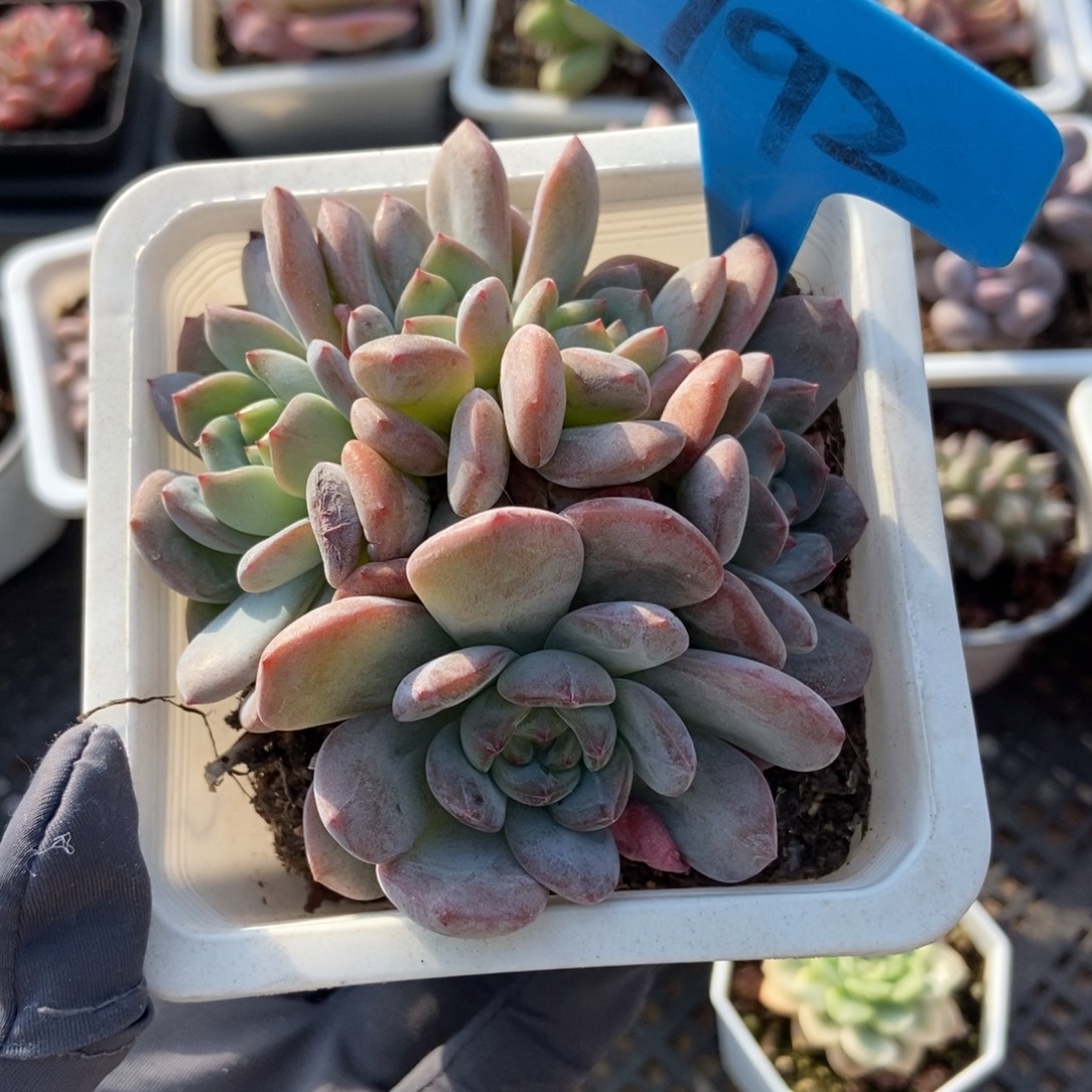 792全明星多肉植物多肉