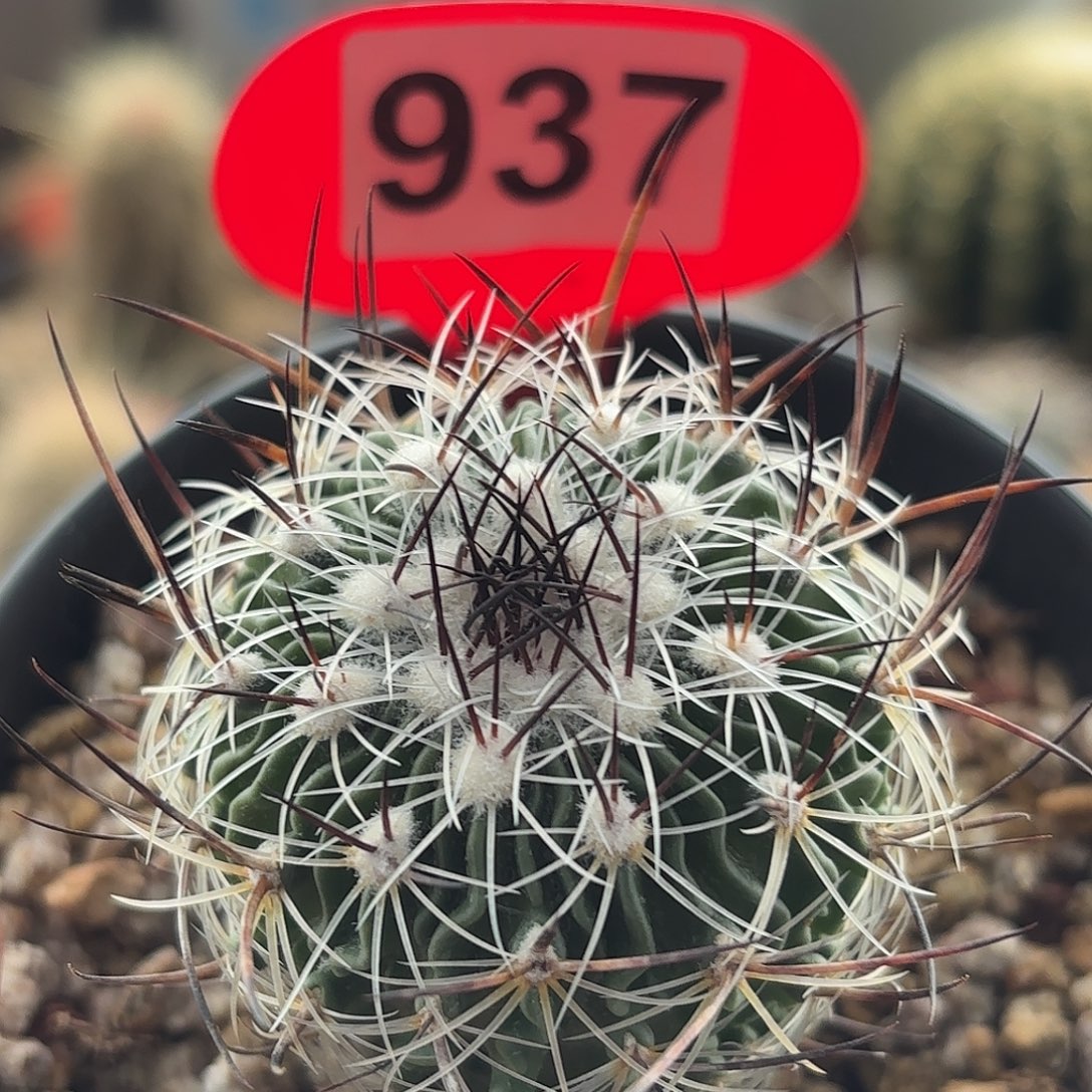 仙人球实生黑刺雪溪