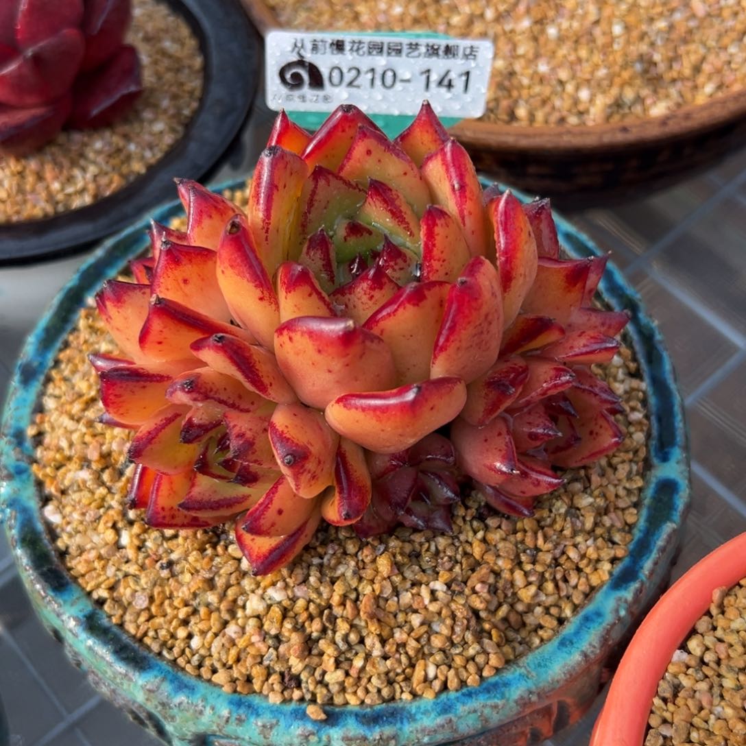 多肉一物一拍0210-141