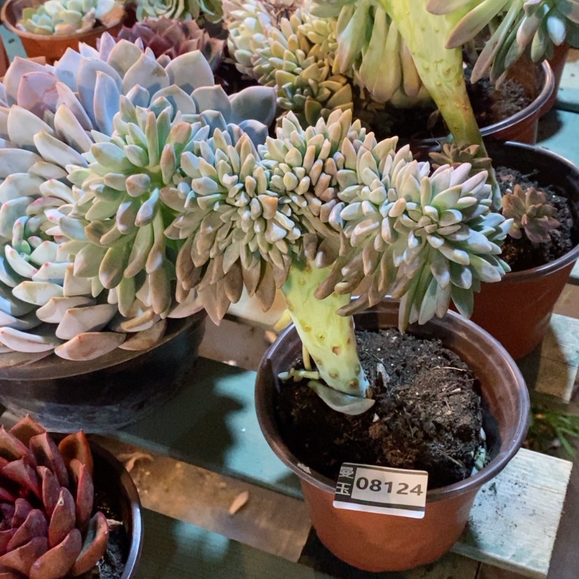 【闪购商品】淡雪缀08124