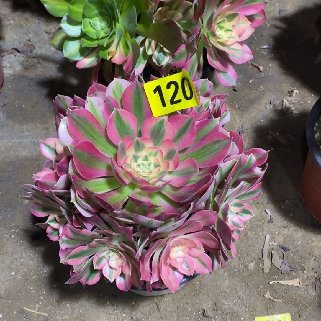 粉女巫多肉法师120