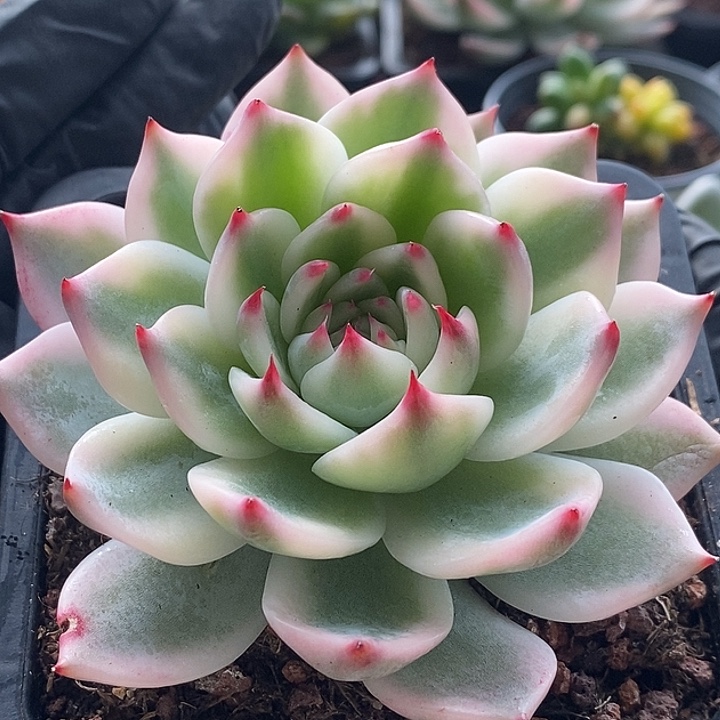 吉娃娃腹轮9.5厘米