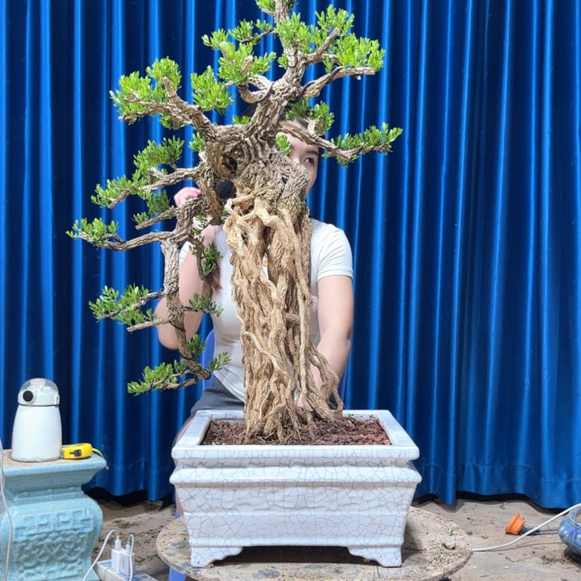 【闪购商品】黄杨盆景