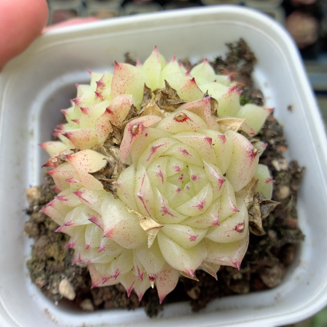 G79 ，20包邮两天凑单偏远不发货