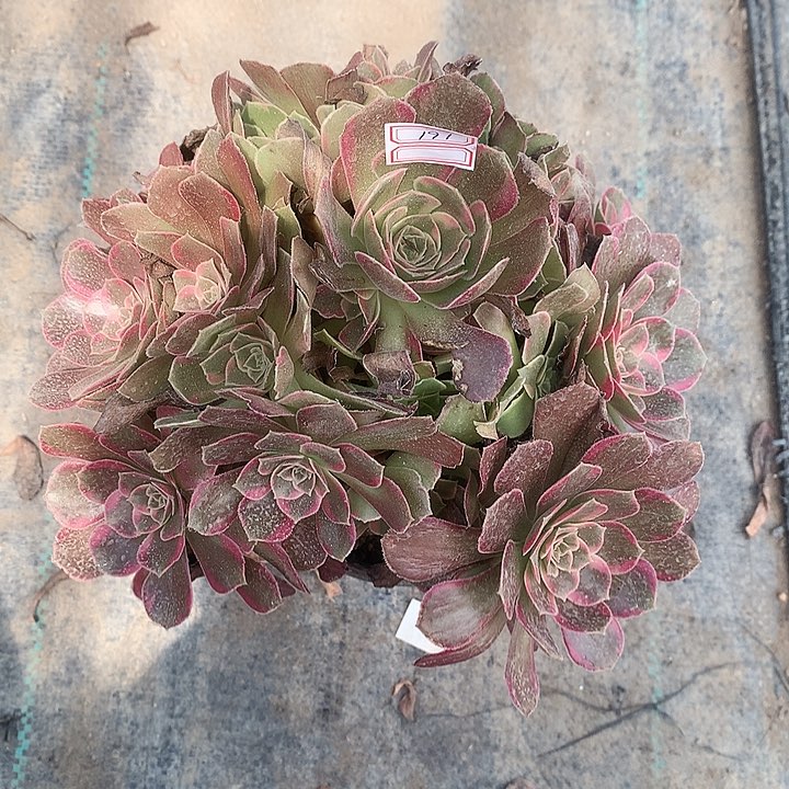 191安娜锦多肉植物