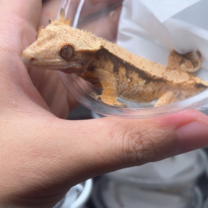 睫角守宫e9超三奶油