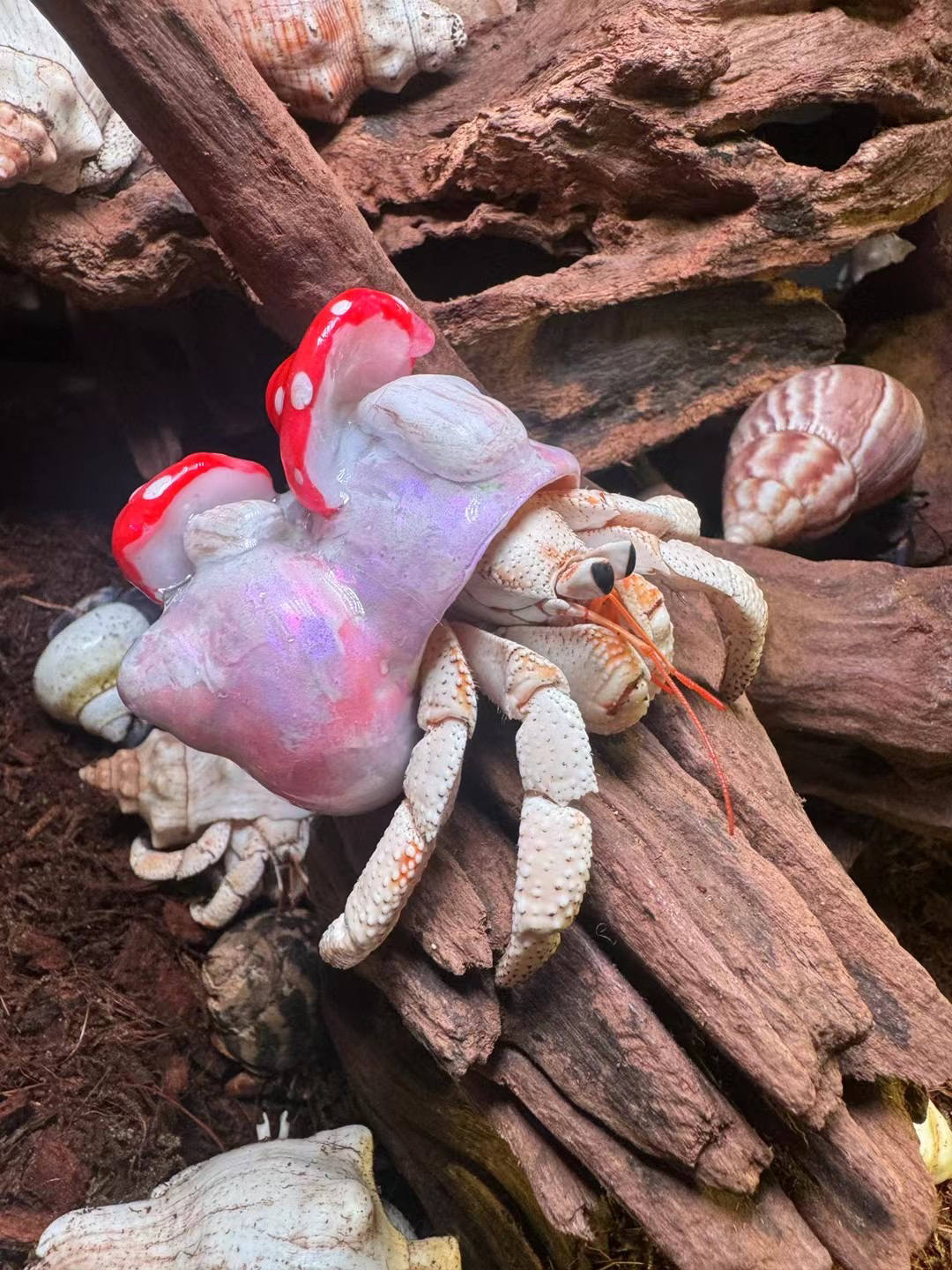 宠物陆生寄居蟹寄居蟹可爱萌宠