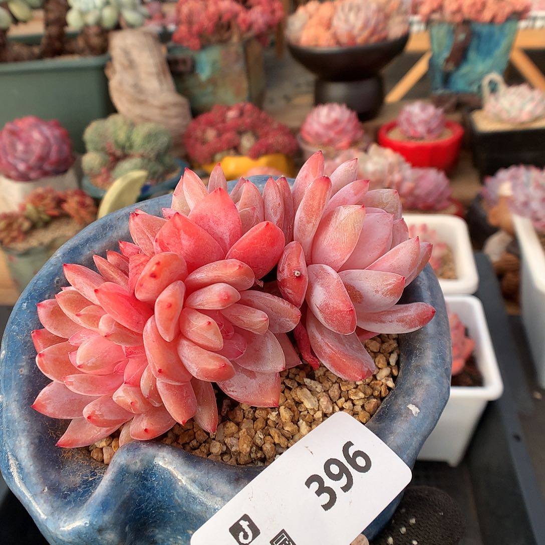 396雪天使綴化多肉植物6666