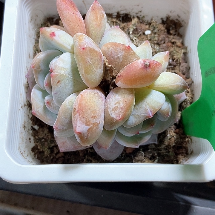 多肉植物石榴籽1911