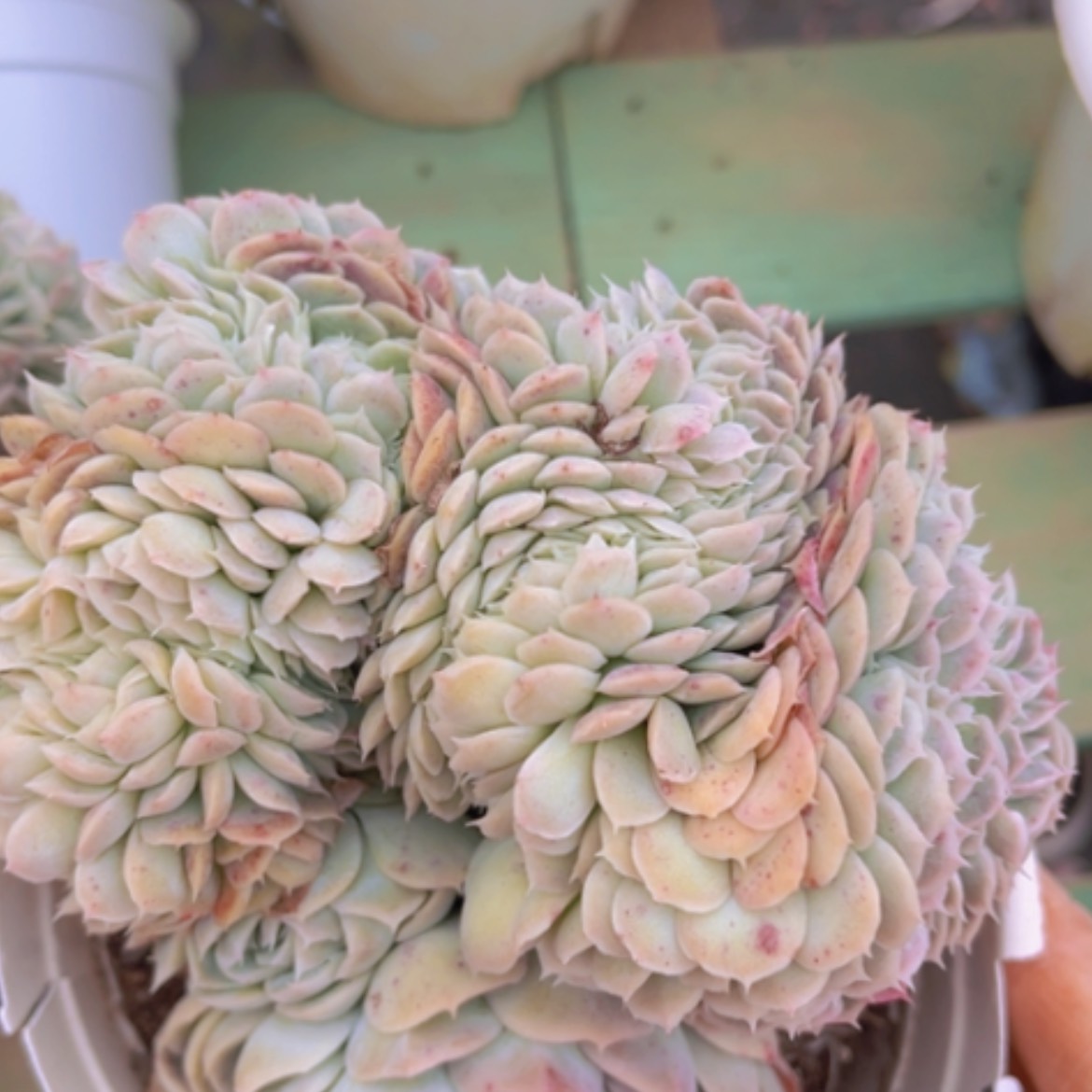 【闪购商品】香妃缀03208