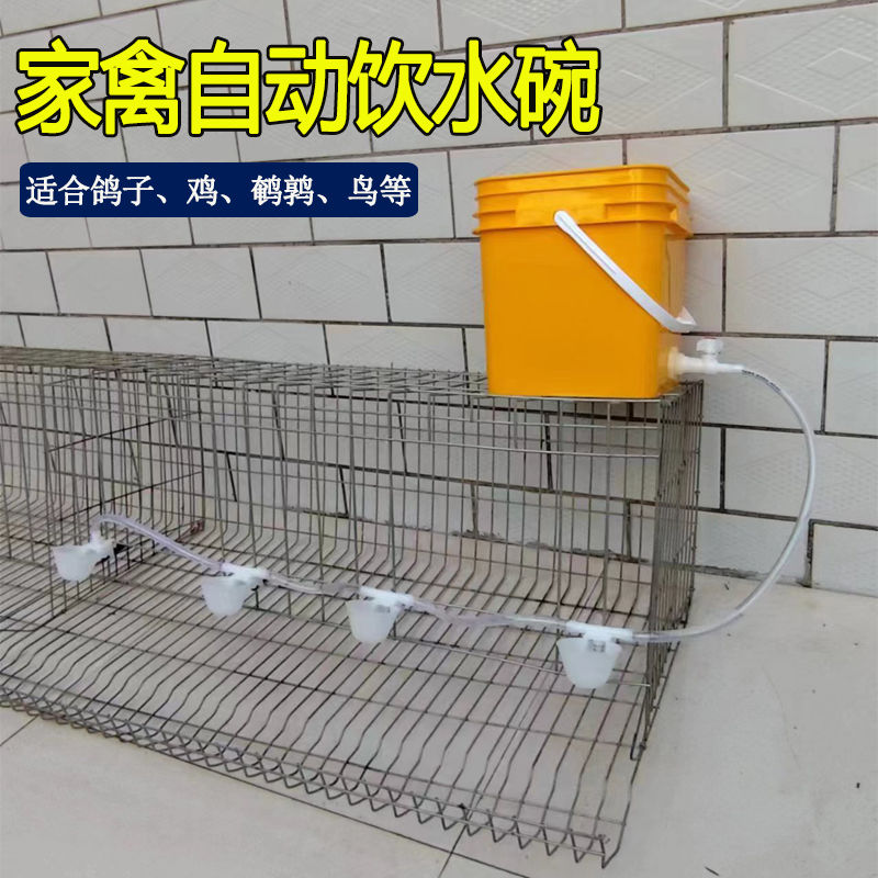 鸽子自动饮水碗带桶套装喝水碗鸡鸽子鹌鹑家禽饮水器水碗鸽笼挂式