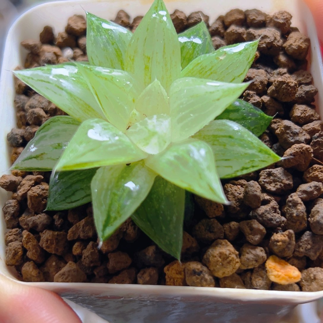 元祖白砂糖锦多肉多肉