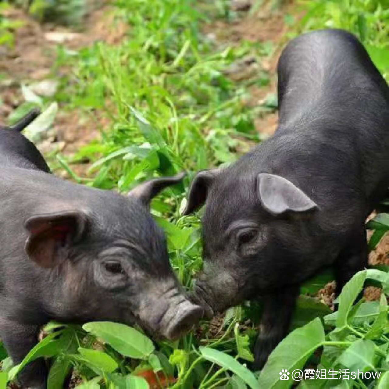 （顺丰空运）黑土猪肉现称