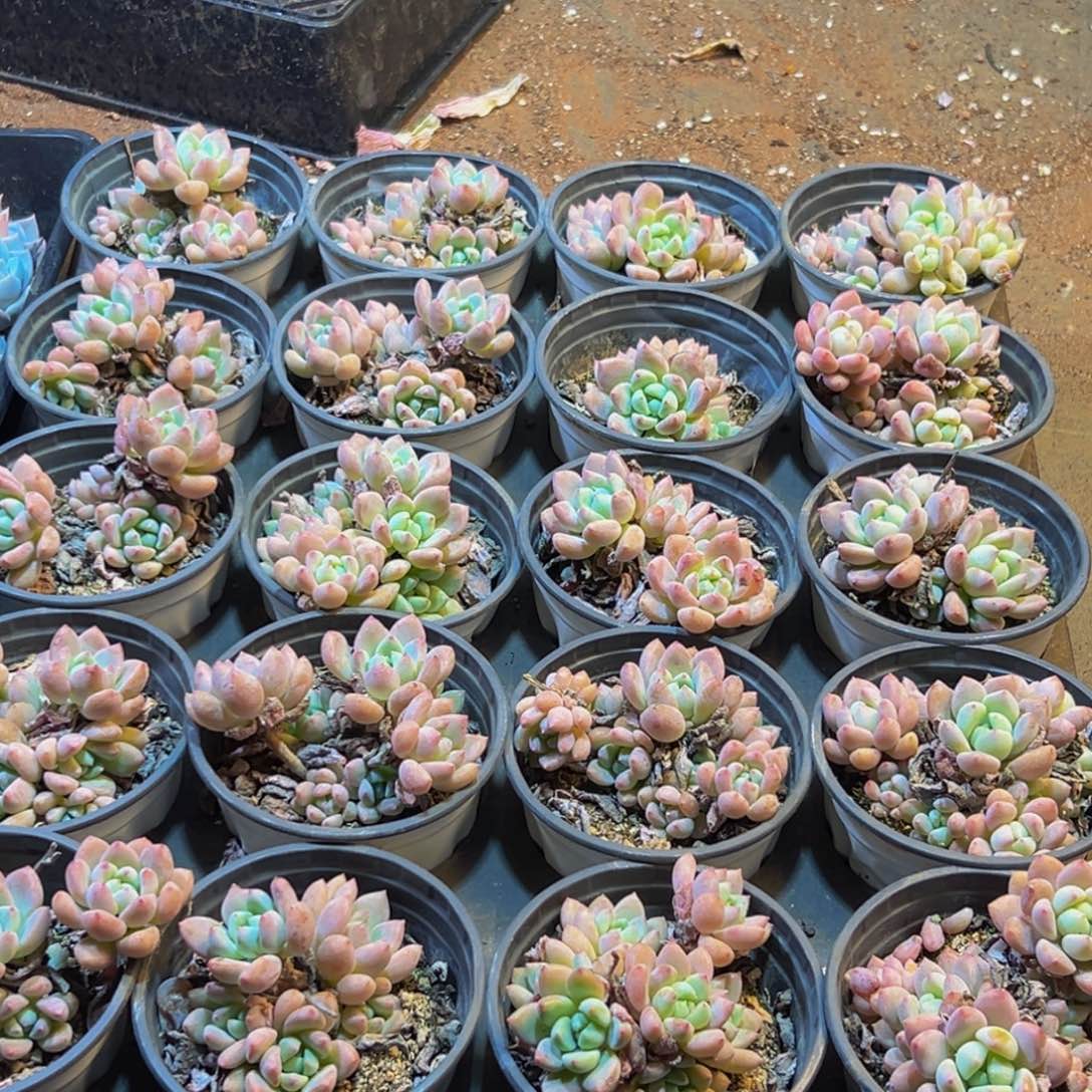 150大热天的一个小时的