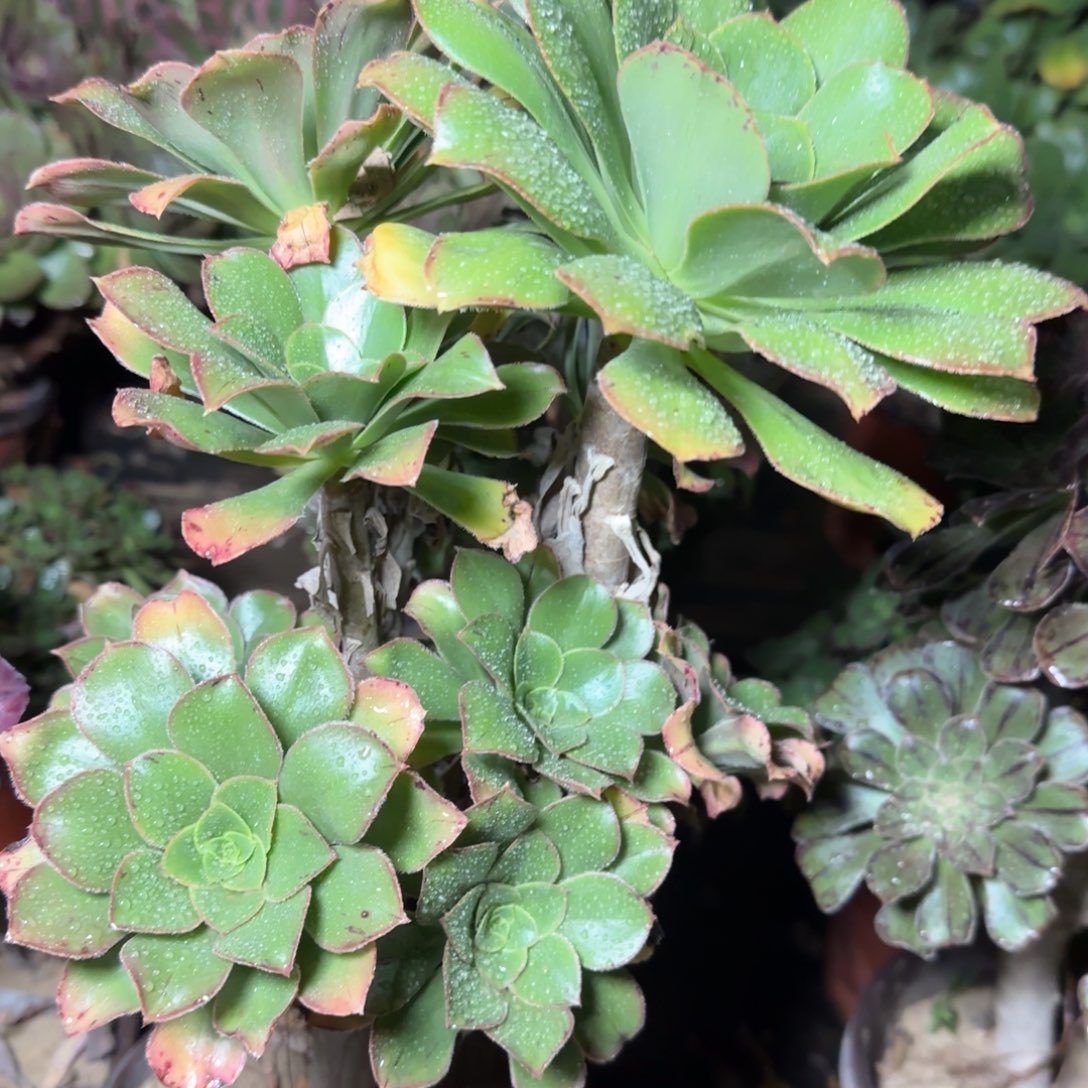 绿玫瑰多肉458满28包邮断枝不包