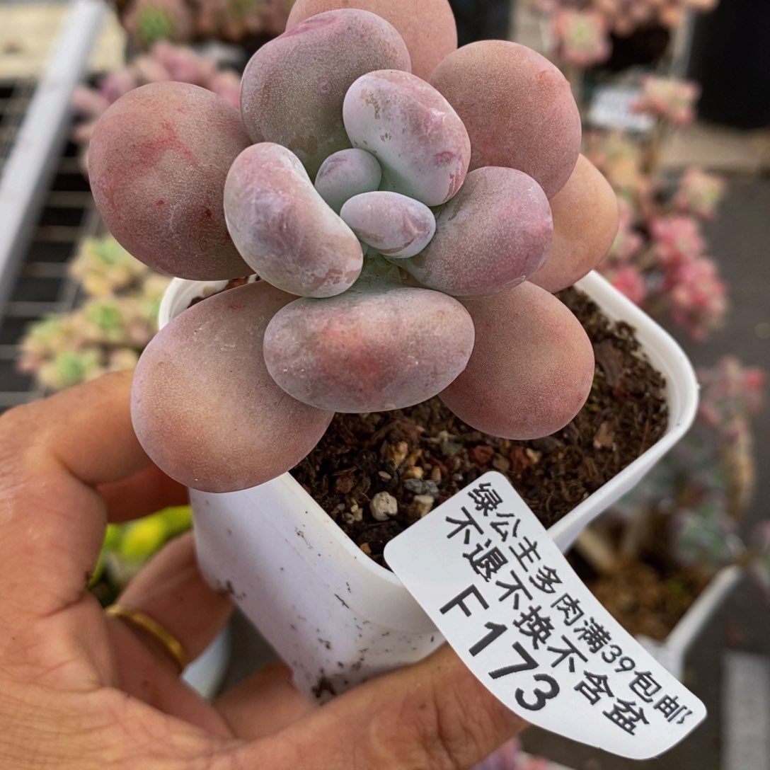 橙雪球173/5cm的肉