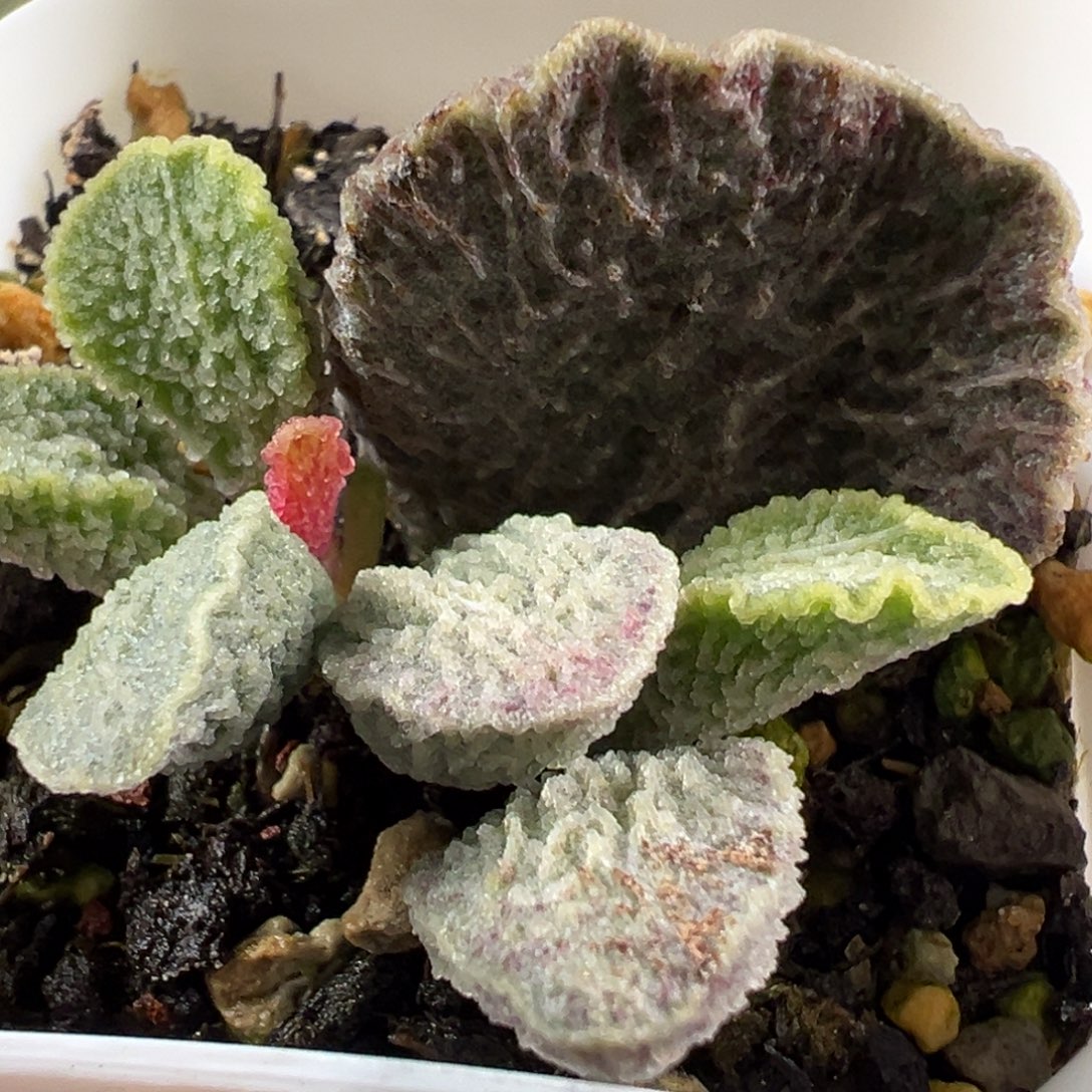 福利款1609实生新品大苗多肉植物