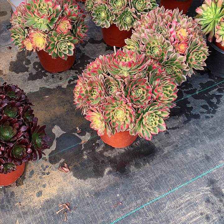 海王法师图片多肉植物