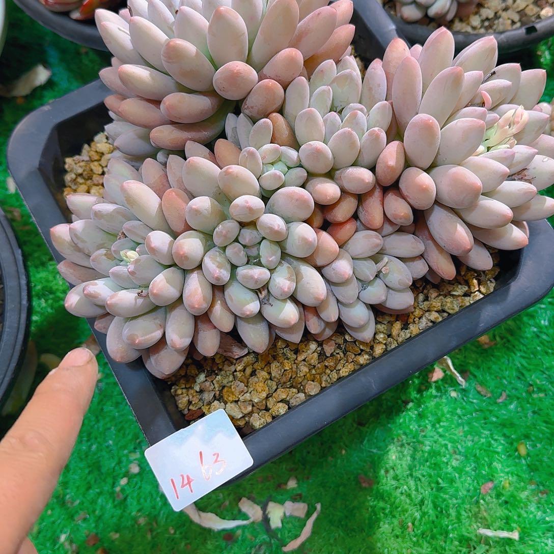 刘*燕1463杂交多肉植物