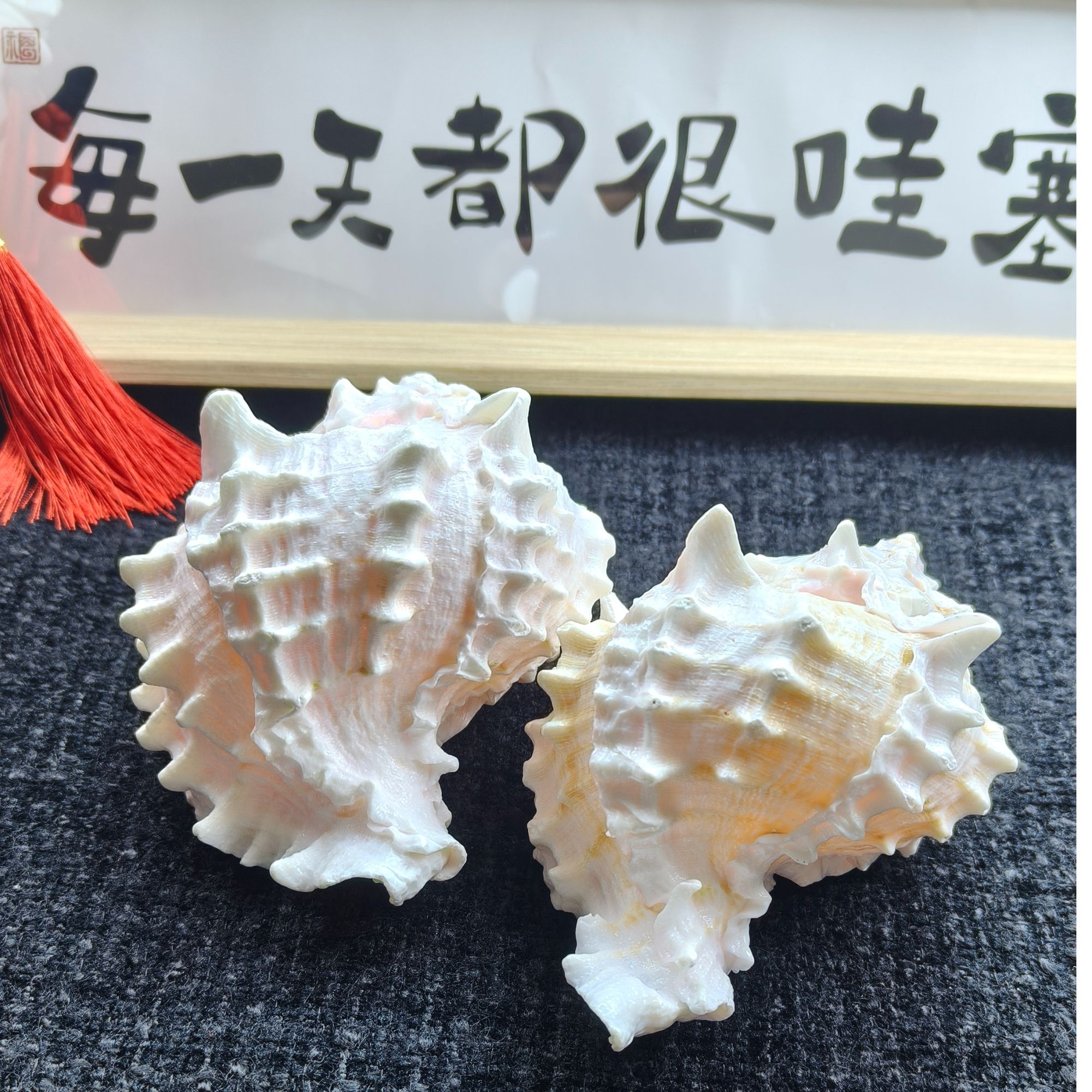 粉骨螺天然海螺摆件收藏鱼缸造景寄居蟹换壳手工DIY（随机发一个）