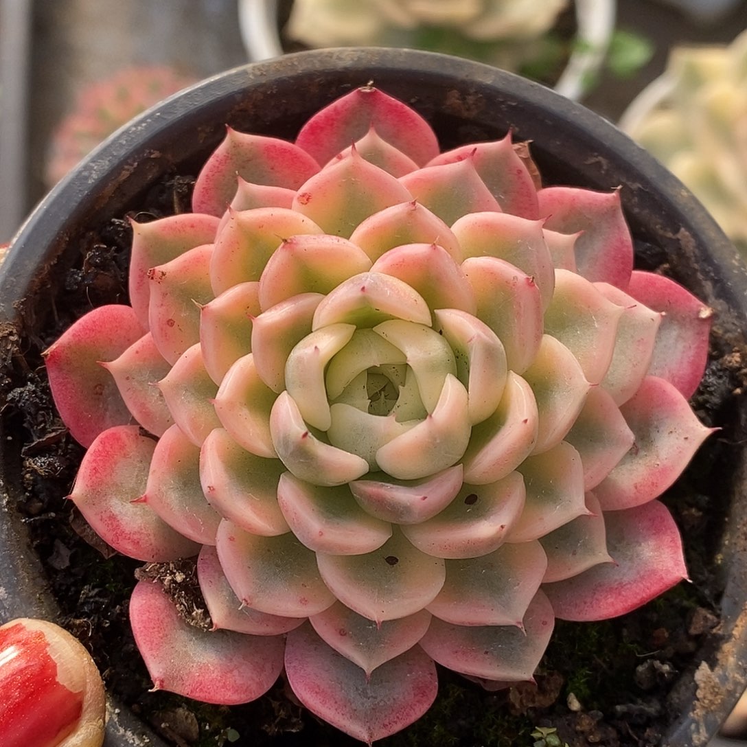 518纱罗姬杂哈哈哈哈哈