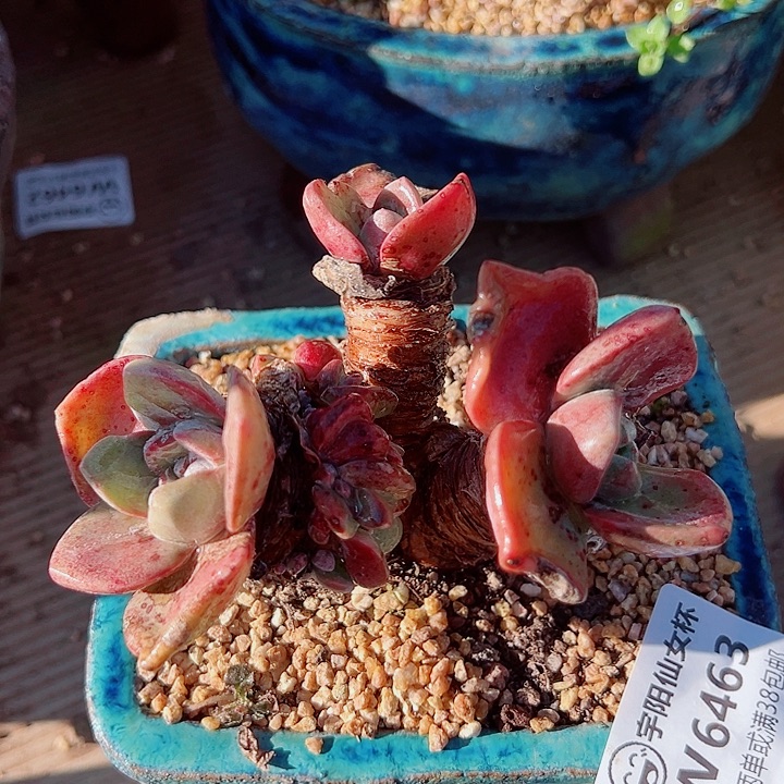 6463泡芙仙女杯多肉