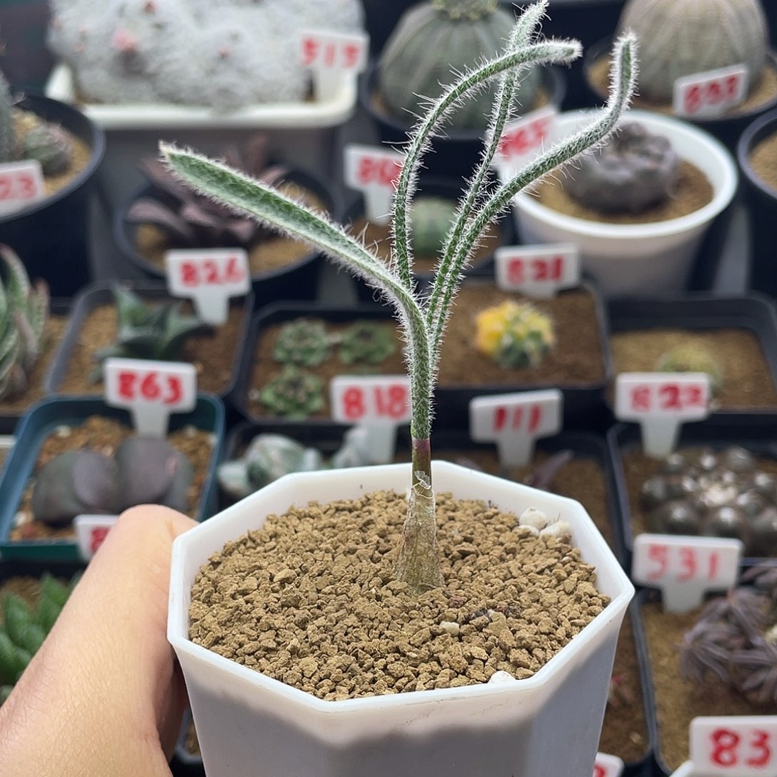 实生金刚钻弹簧草仙人球