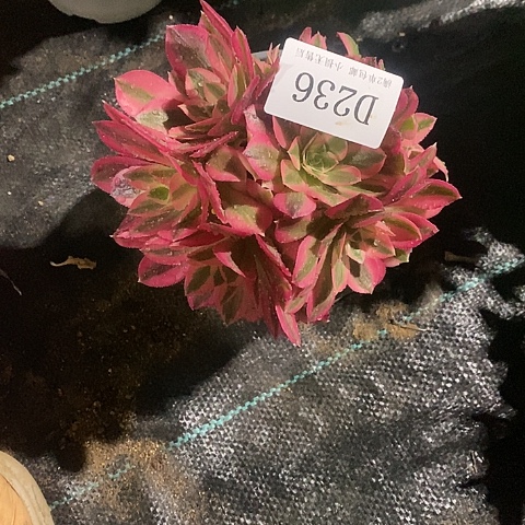 236粉女巫多肉法师