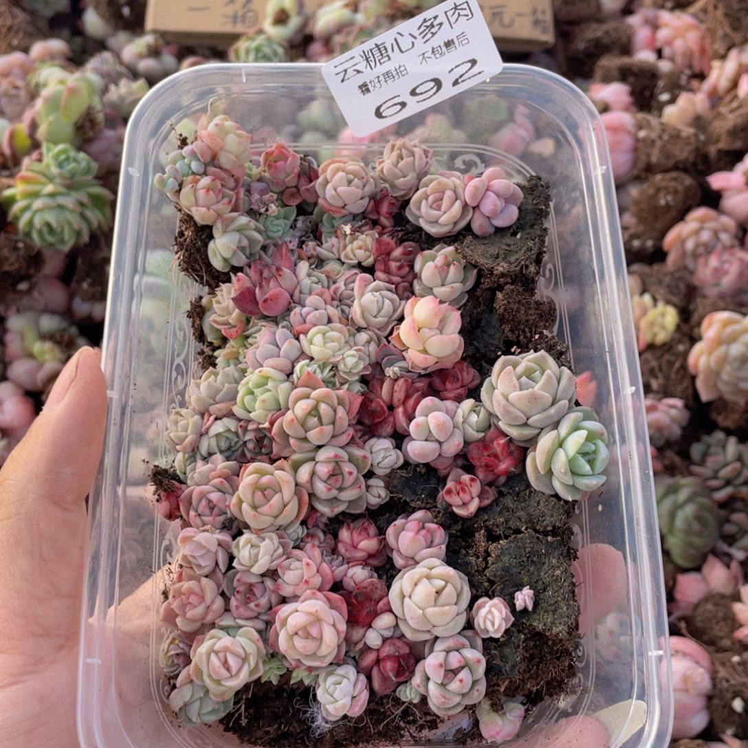 云糖心多肉植物692