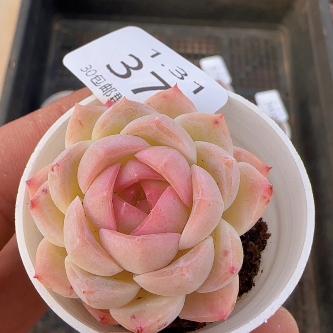 白桃汽水单头一颗