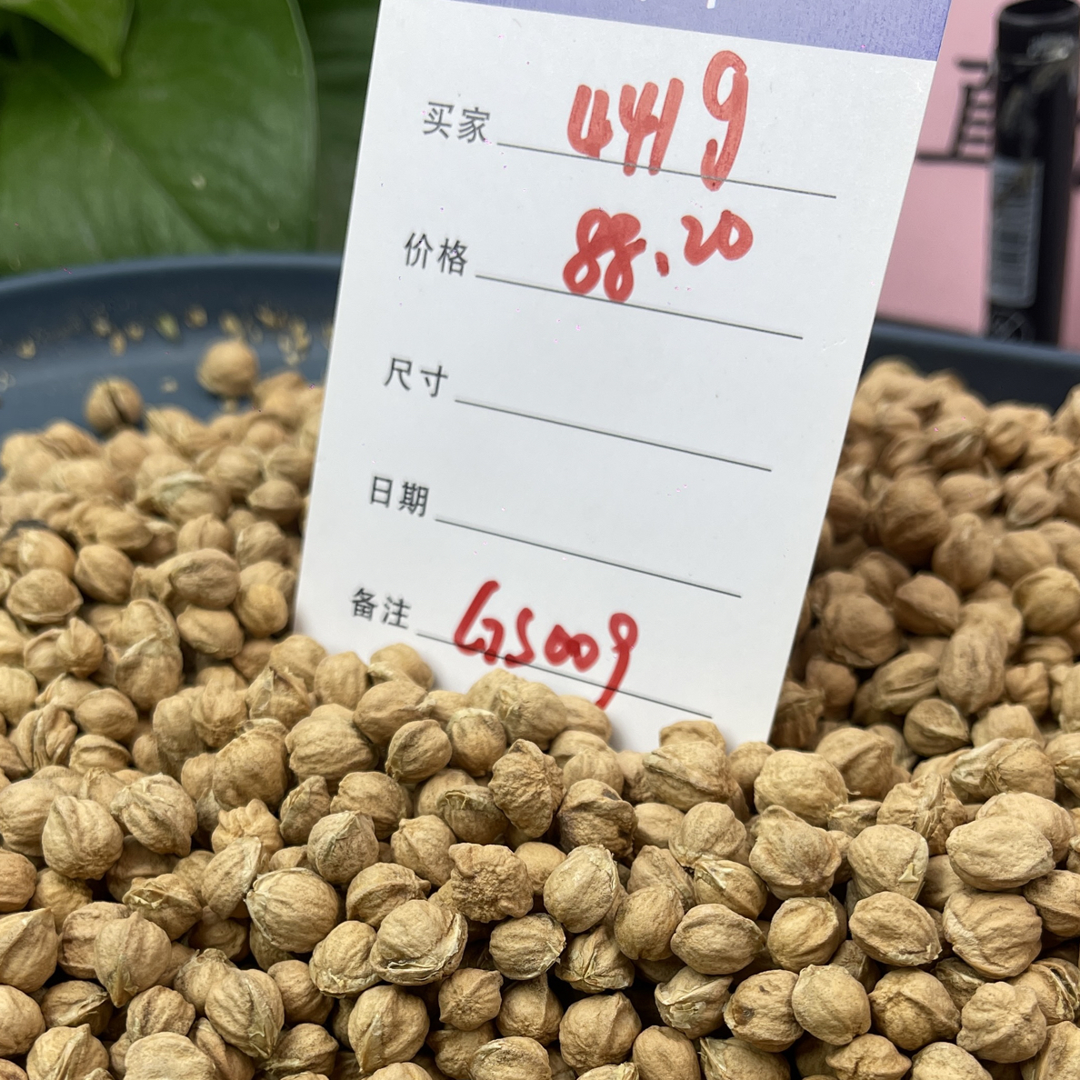 441克柏香籽散籽GS009